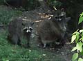Guy Fanguy - Artist - Animals - Louisiana - Native Animals (20).jpg Size: 57599 - 5
